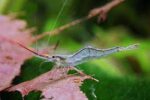 Caridina gracilirostr - Image 4