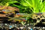 Pseudomugil furcatus - Image 4