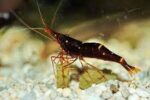 Yellow Cheek Sulawesi Shrimp / Caridina Spinata - Image 6