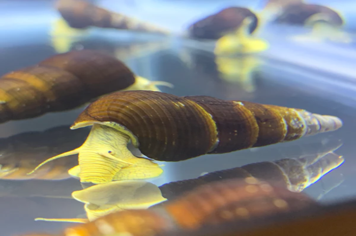 Tylomelania sp. Mix - Image 5
