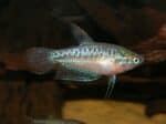 Trichopsis pumila - Image 5