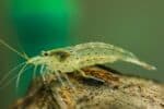 Caridina multidentata, Caridina japonica "Amano Shrimp" - Image 3