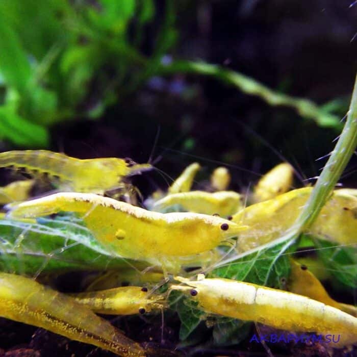 Neocaridina heteropoda var. "Yellow Neon" - Image 3
