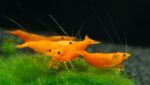 Neocaridina heteropoda var. "Orange Sakura" - Image 4