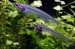 Kryptopterus bicirrhis