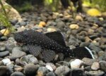 Ancistrus hoplogenys - Image 2