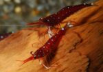 Cardinal Sulaweisi Shrimp / Caridina Dennerli - Image 2
