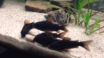 Corydoras Sp. «Black Venezuela» - Image 3