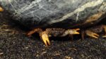 Parathelphusa Pantherina - Image 3