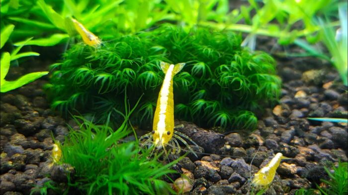 Neocaridina heteropoda var. "Yellow Neon" - Image 2