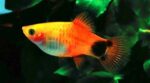 Mickey Mouse Platy Fish