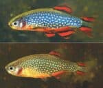 Danio margaritatus "Microrasbora Galaxy" - Image 2