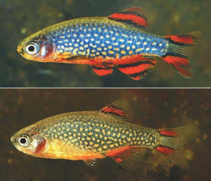 Danio margaritatus "Microrasbora Galaxy" - Image 2