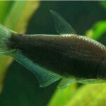 Nematobrycon Palmeri Black