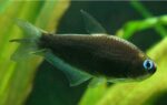 Nematobrycon Palmeri Black