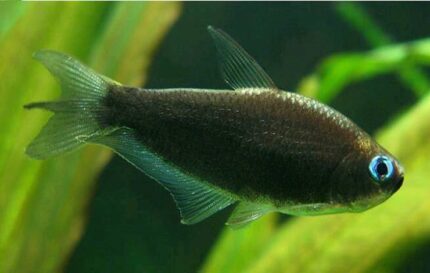 Nematobrycon Palmeri Black