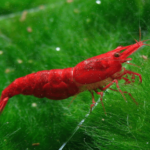 Neocaridina heteropoda