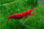 Neocaridina heteropoda