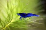 Neocaridina heteropoda var. "Blue Dream"