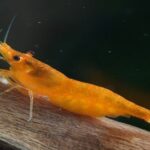 Neocaridina heteropoda var. "Orange Sakura"