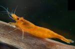 Neocaridina heteropoda var. "Orange Sakura"