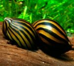 Neritina natalensis sp. "Zebra" - Image 3
