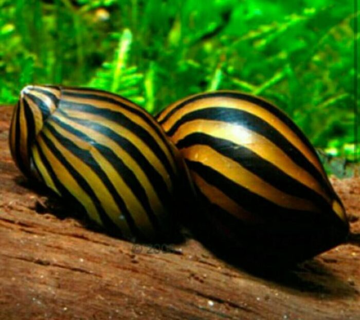 Neritina natalensis sp. "Zebra" - Image 3