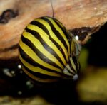 Neritina natalensis sp. "Zebra" - Image 2