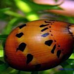 Neritina natalensis sp. "Red Spotted"