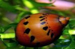 Neritina natalensis sp. "Red Spotted"