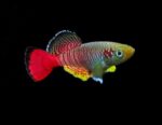 Nothobranchius guentheri - Image 2