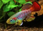 Nothobranchius guentheri