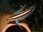 Parosphromenus deissneri