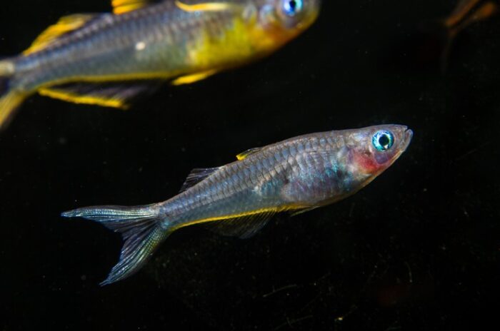 Pseudomugil furcatus - Image 3