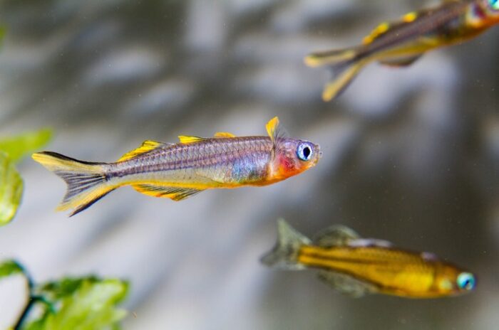Pseudomugil furcatus - Image 2