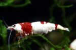 Pure Red Line Crystal "PRL" (Caridina)