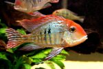 Red head Tapajos
