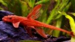 Rineloricaria sp. L11a "Red Lizard" - Image 4