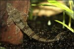 Rineloricaria parva - Image 4