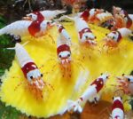 Pure Red Line Crystal "PRL" (Caridina) - Image 2
