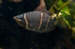 Sphaerichthys Osphormenoides "Gourami-Chocolate" - Image 3
