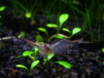 Caridina gracilirostr - Image 3
