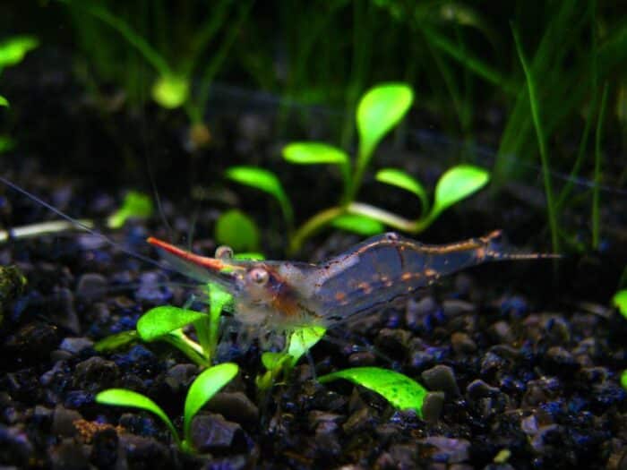 Caridina gracilirostr - Image 3