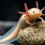 Axolotl