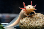 Axolotl