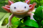 Axolotl - Image 2