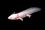 Axolotl - Image 3
