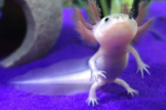 Axolotl - Image 4