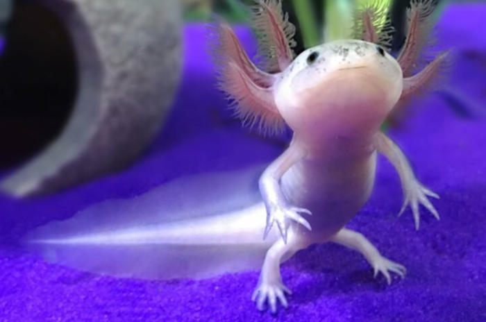 Axolotl - Image 4