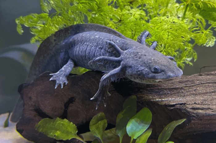 Axolotl - Image 5